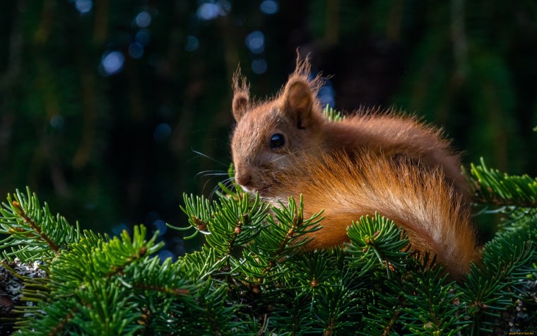 Лесные звери
