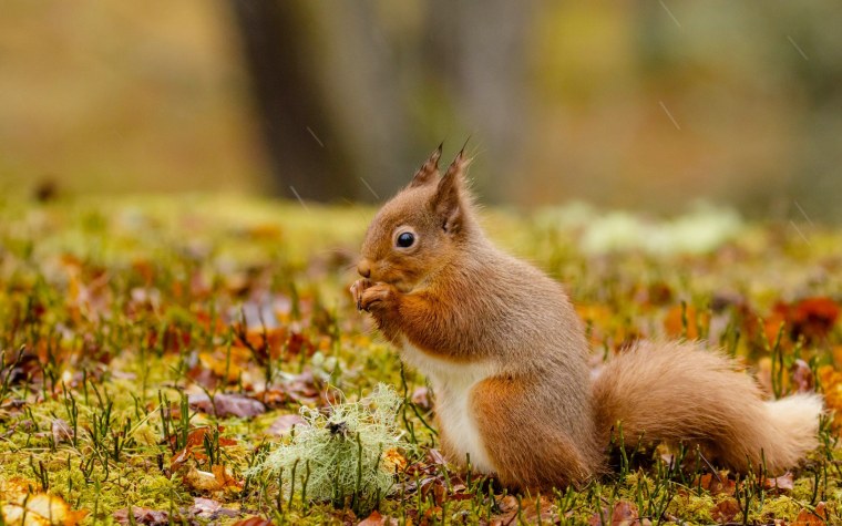 Животные в лесу