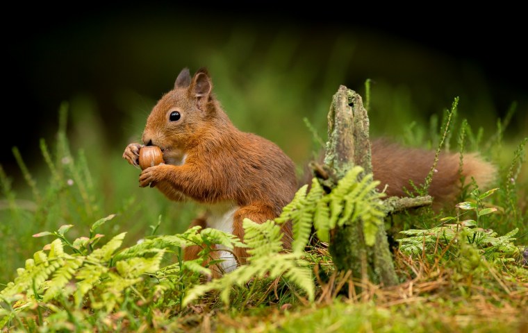 Лесная белка и бельчата