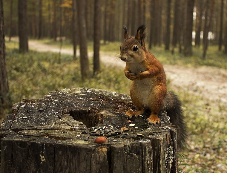 Белки в лесу для детей