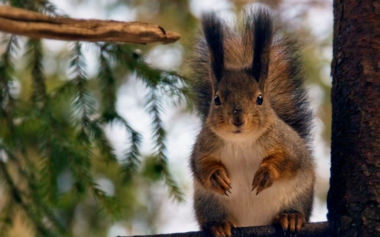 Белка Лакреевский лес