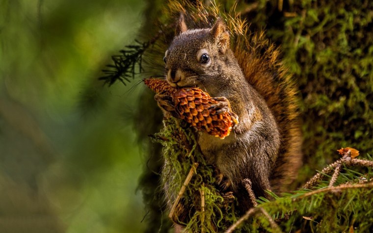 Обои на рабочий стол белка
