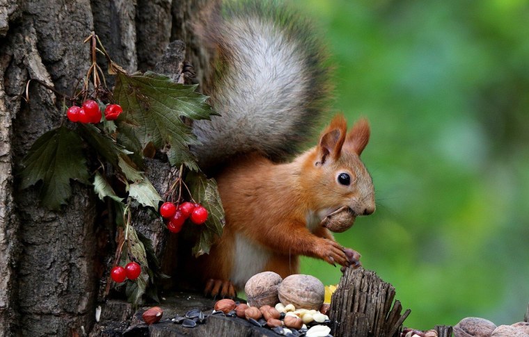 Поздняя осень животные