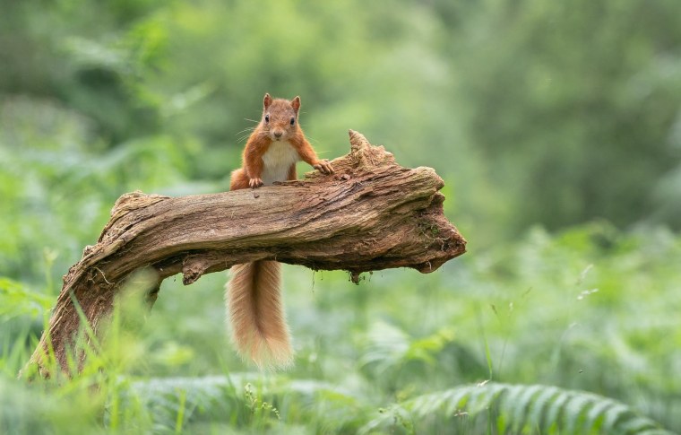 Животные зимой