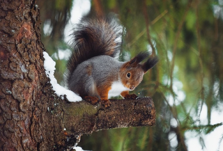 Пейзаж красивый с белкой