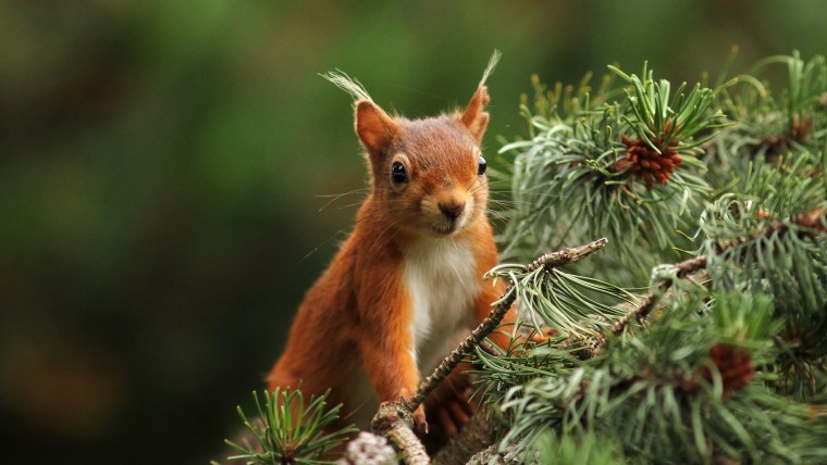 Белка на ветке