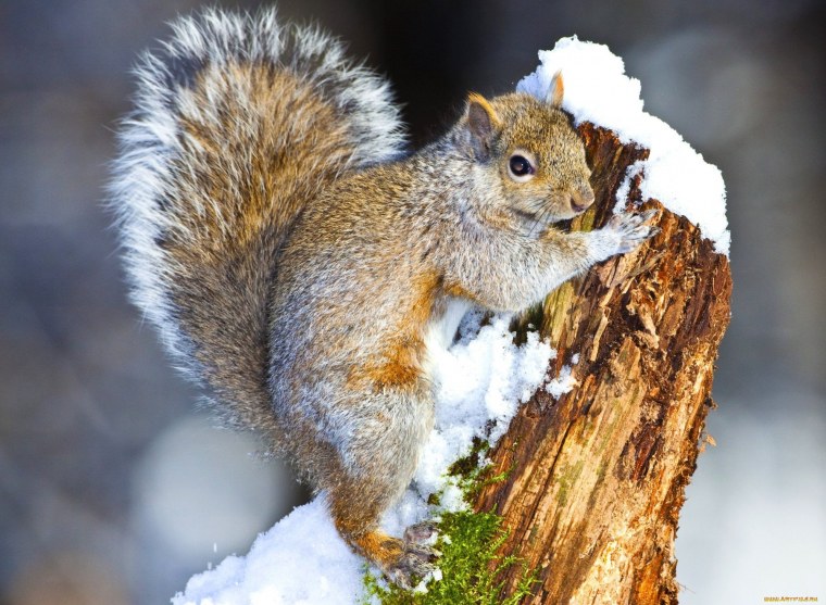 Белка в лесу