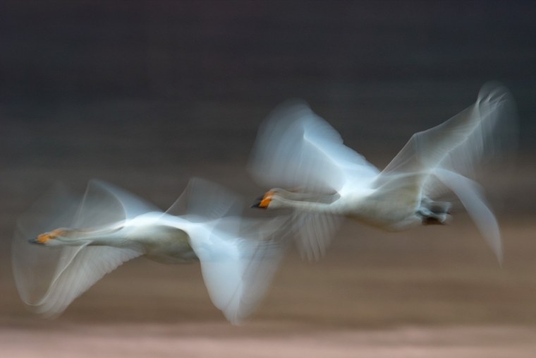 Два лебедя в небе