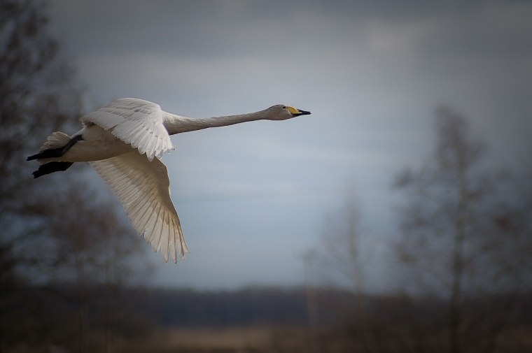Лебедь кликун в полете