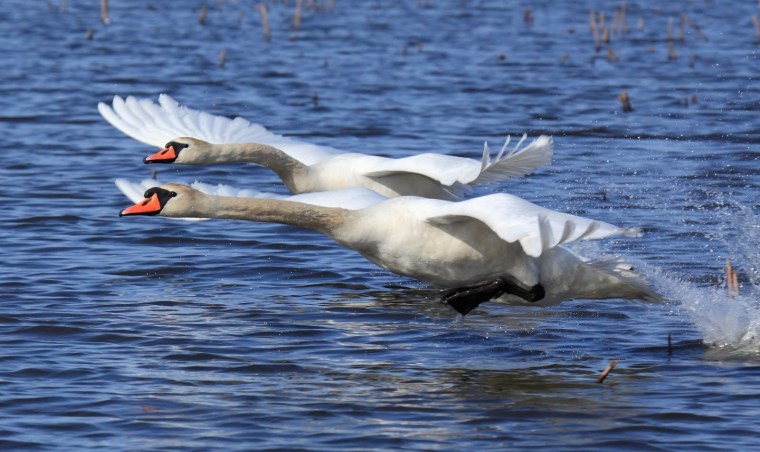 Изображение летящего лебедя