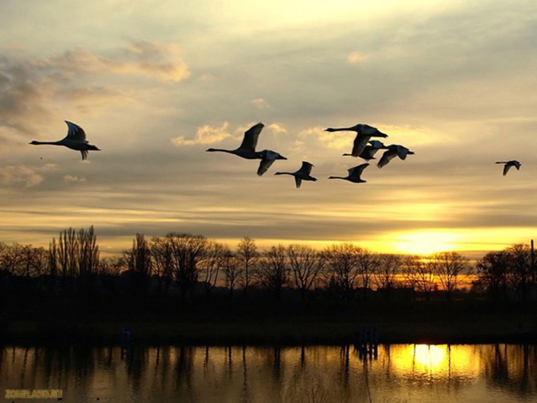 Осенний перелет птиц