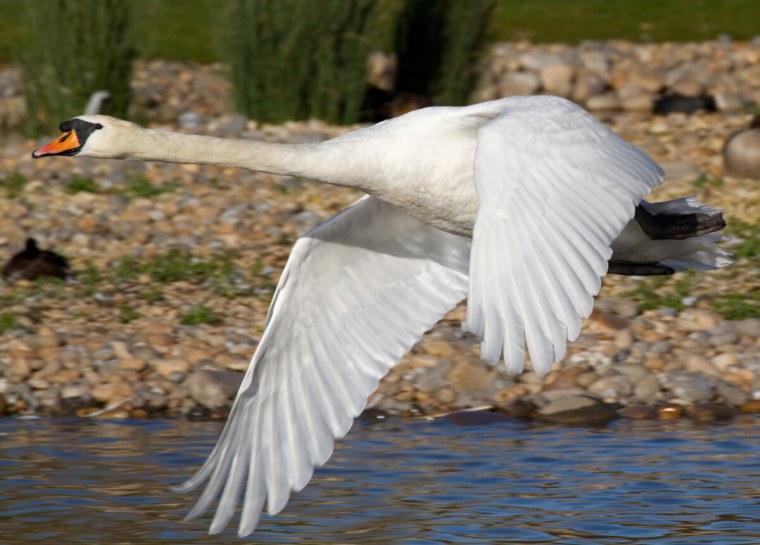 Лебедь летает