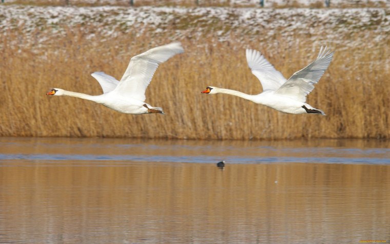 Лебедь летает
