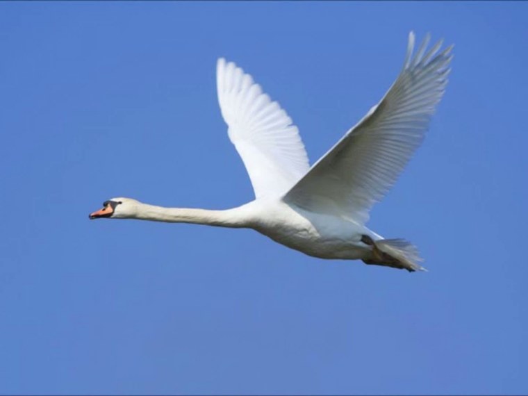 Белый лебедь в небе