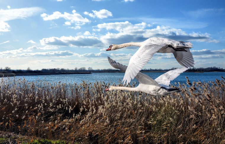 Лебедь в полете