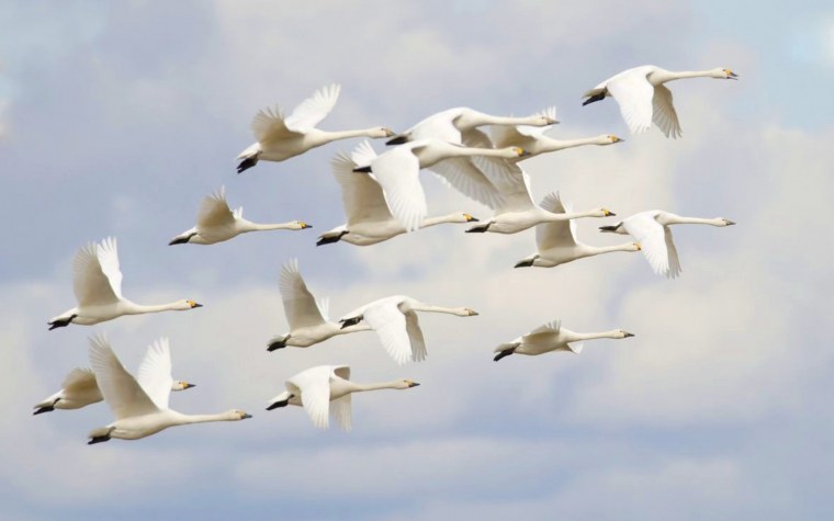 Лебедь кликун стая