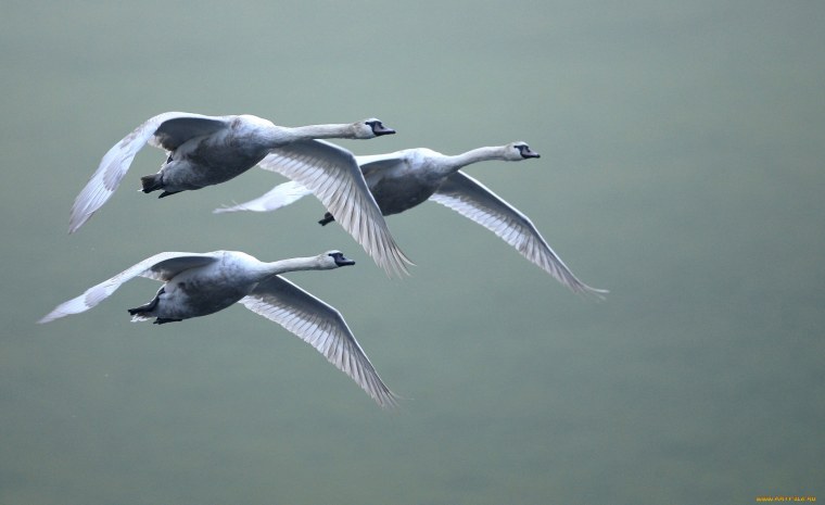 Стая лебедей в полете