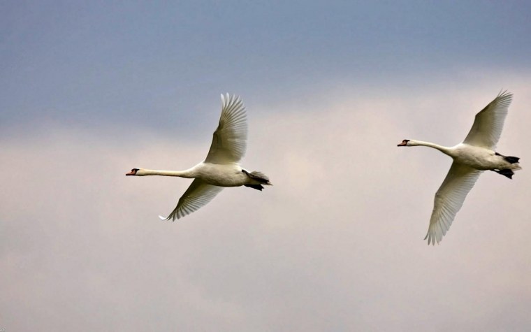 Лебедь в полете