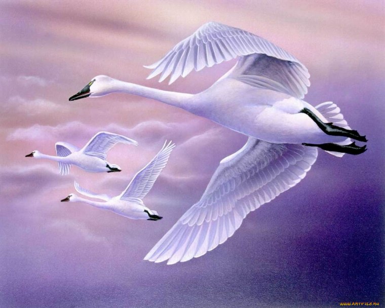 Небесный лебедь
