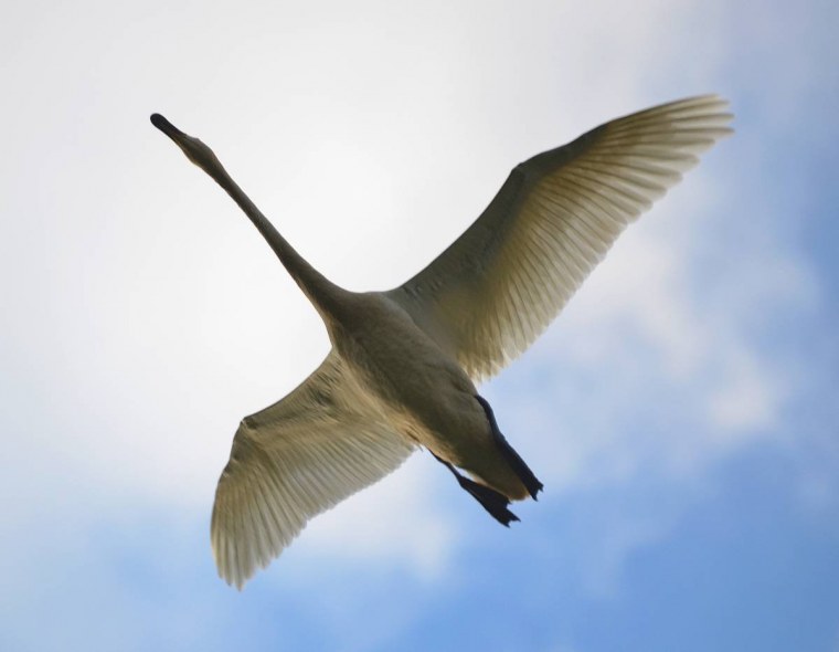 Летящий лебедь арт