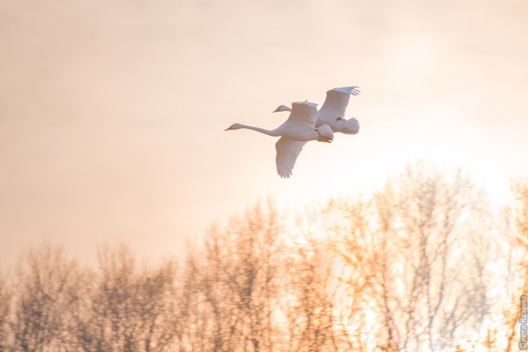 Две птицы в небе