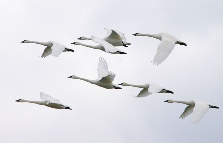 Стая лебедей