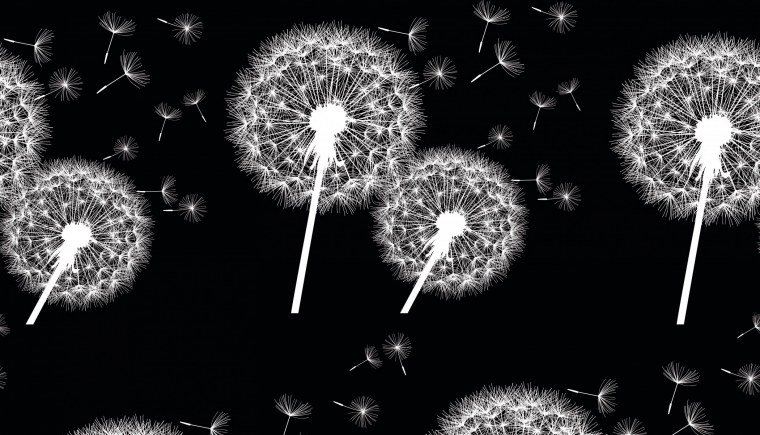 Обои на телефон одуванчик на черном фоне