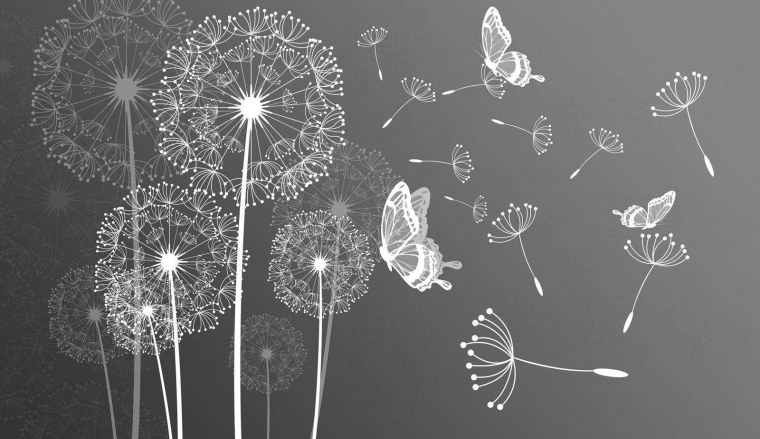 Одуванчик на белом фоне