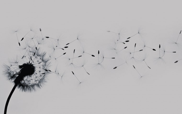 Одуванчик на темном фоне