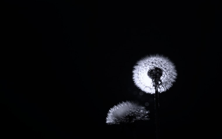 Одуванчик на черном фоне