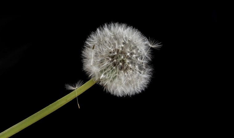 Одуванчик черный на белом фоне