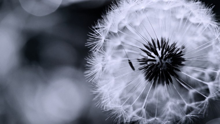 Одуванчик на черном фоне