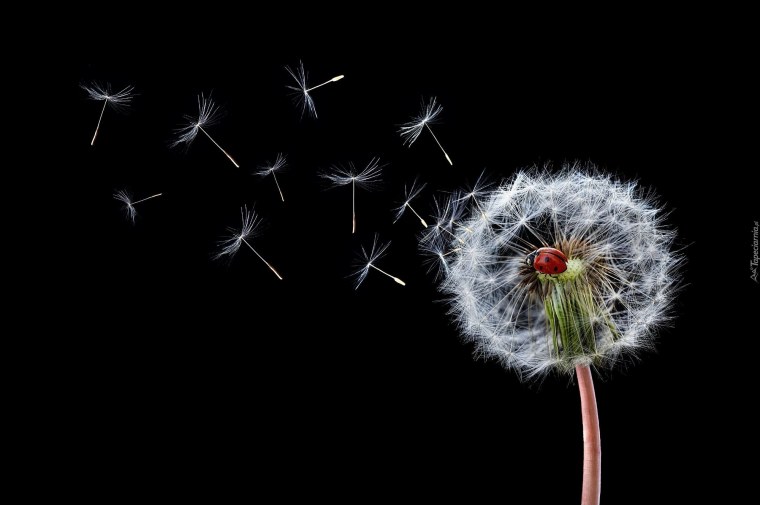 Обои на рабочий стол одуванчики