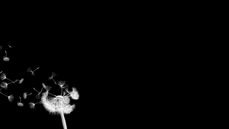 Одуванчик на черном фоне