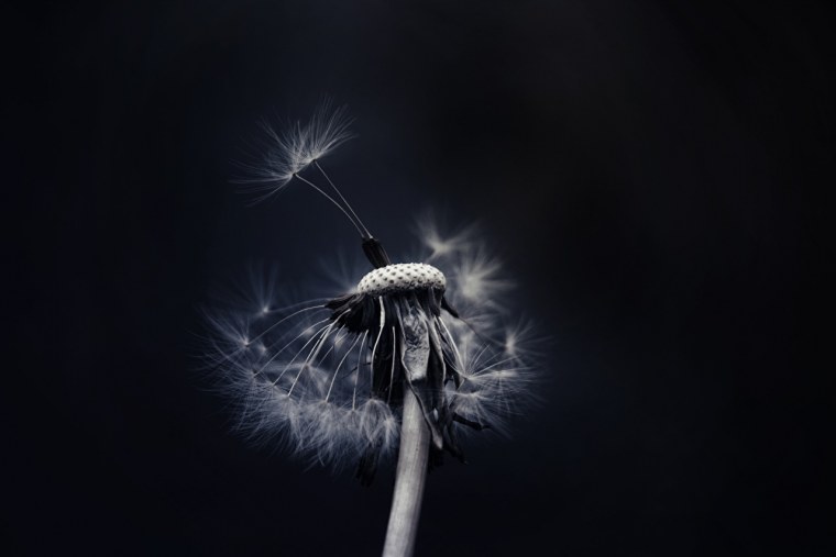 Одуванчик на белом фоне