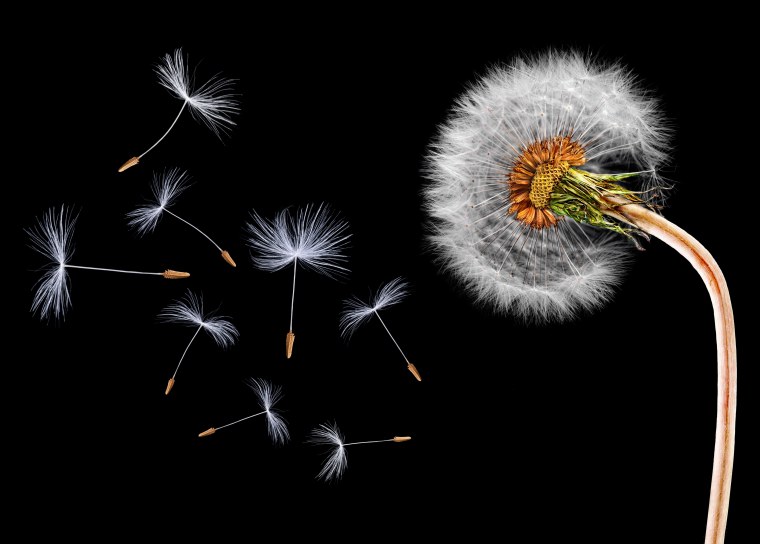 Лека́рственные расте́ния одуванчик