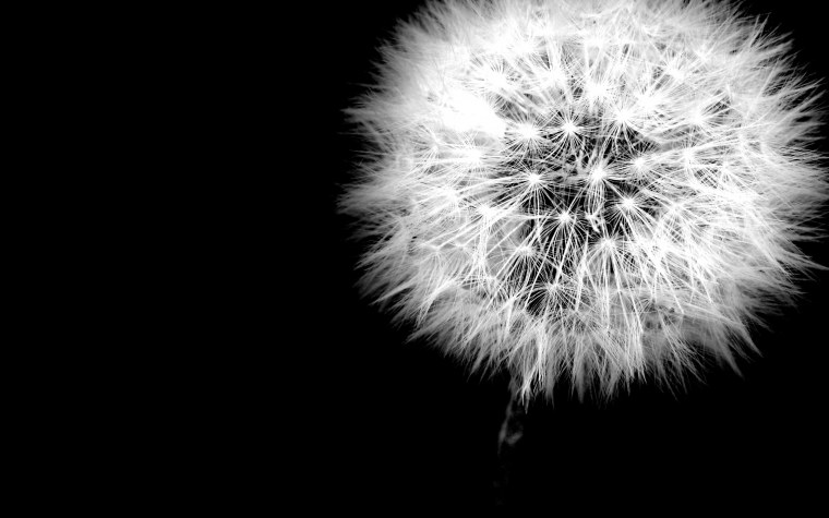 Одуванчик на темном фоне
