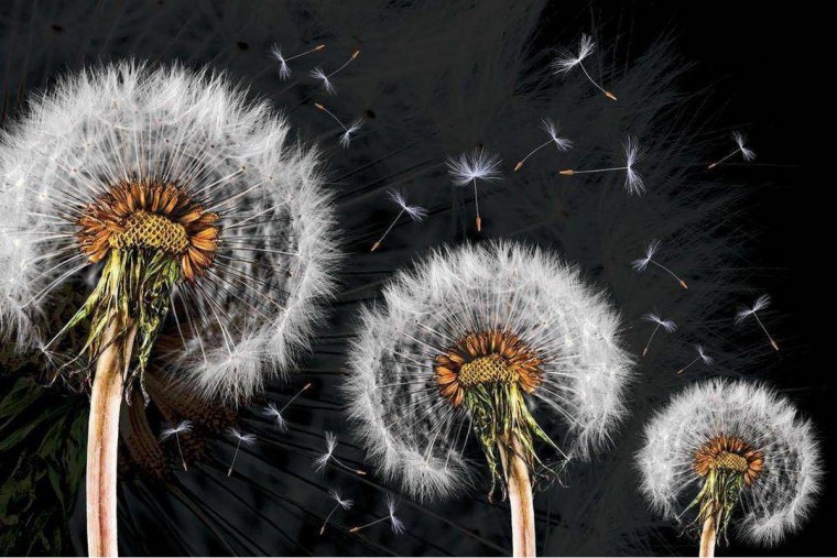 Одуванчик на темном фоне