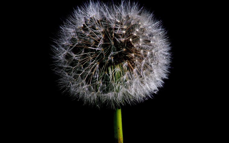 Желтые одуванчики на черном фоне