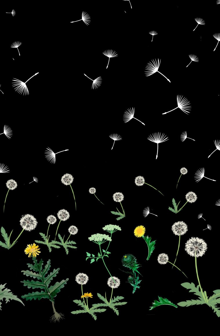 Пух одуванчика