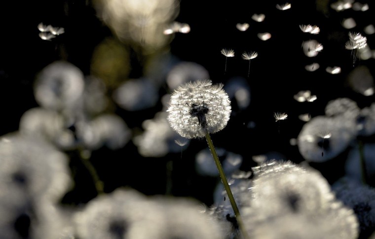 Золотой одуванчик на черном фоне