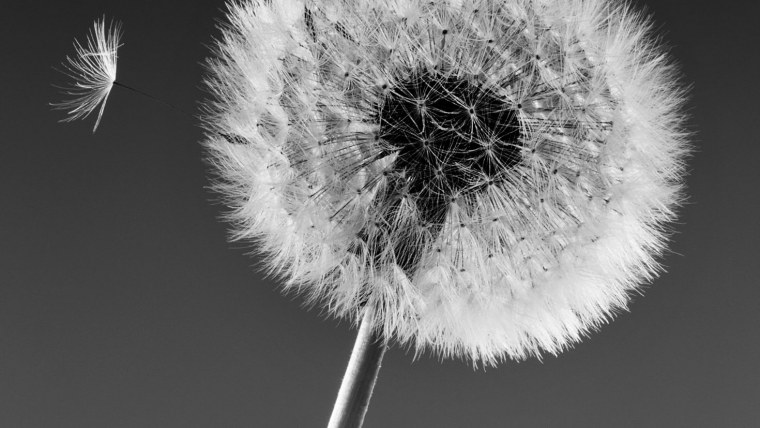 Одуванчик на черном фоне