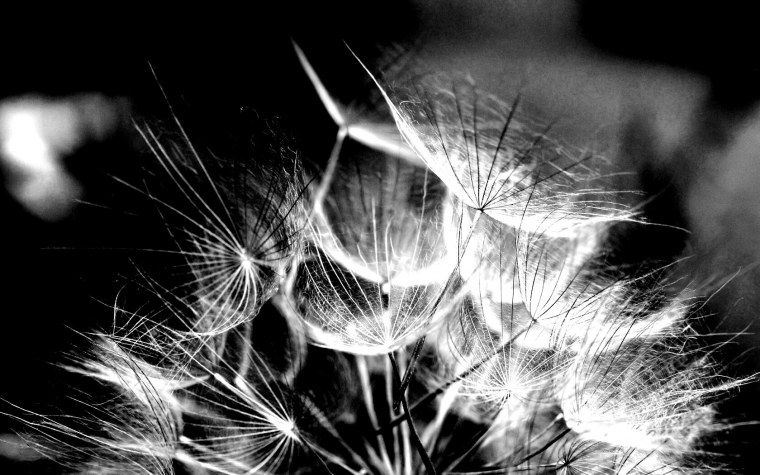 Серые цветы