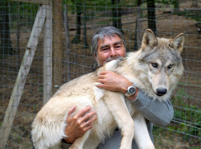 Волк и человек Дружба