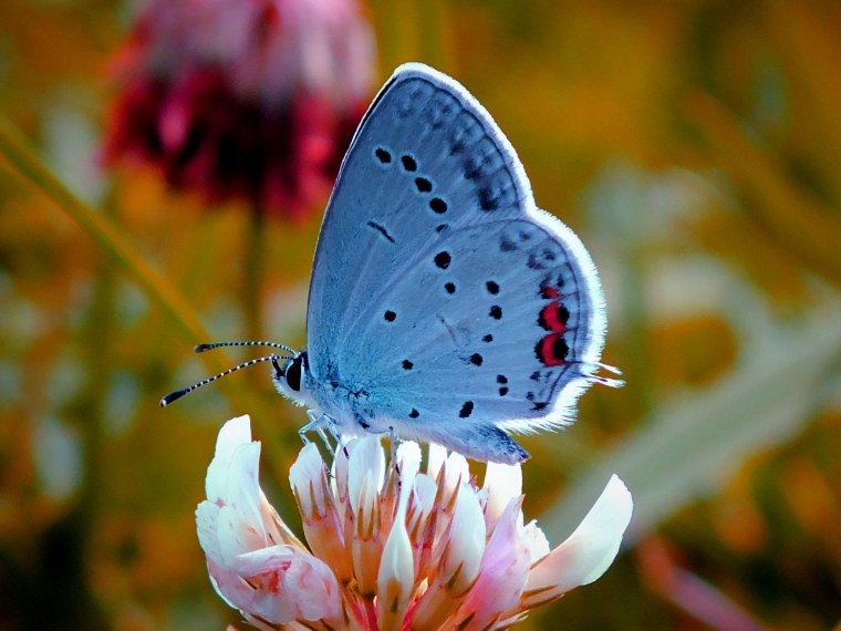 Природа цветы бабочки