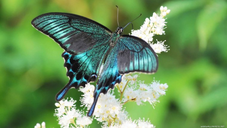 Красивые бабочки