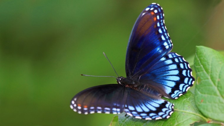 Калифорнийский синий Махаон