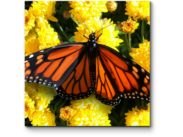 Экзотические бабочки