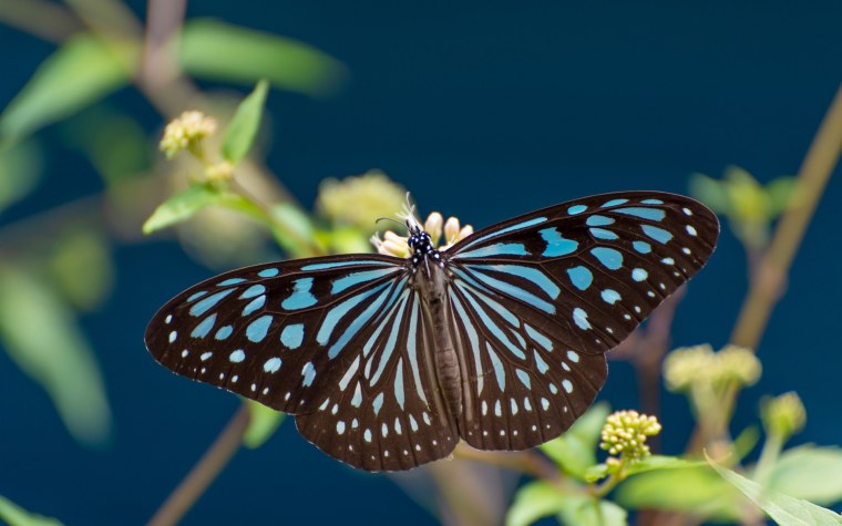 Бабочка на пороге