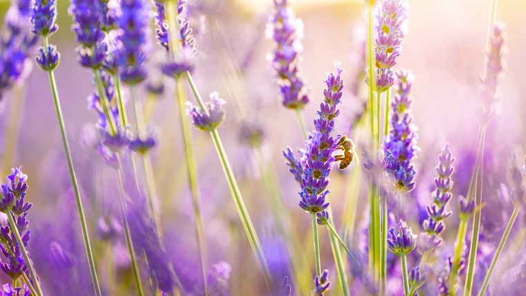 Лавандовые поля в Провансе Франция